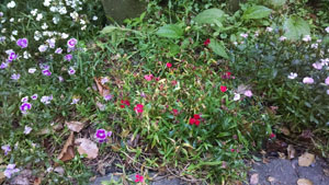 After Using Nature's Gift Plant Shield